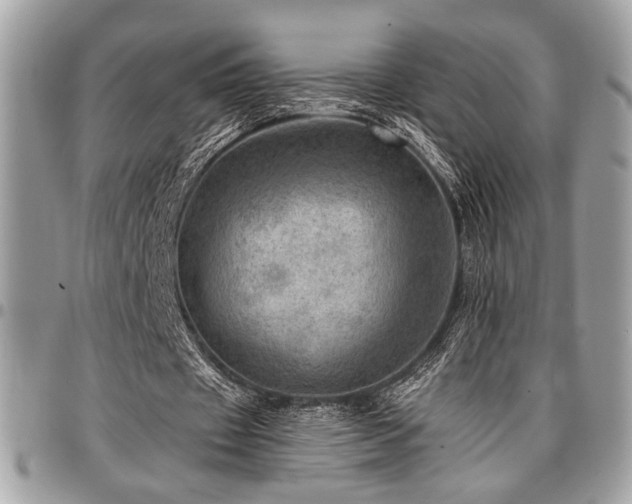 X0000096940433200802081210