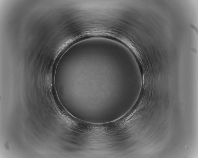 X0000096940438200802081210