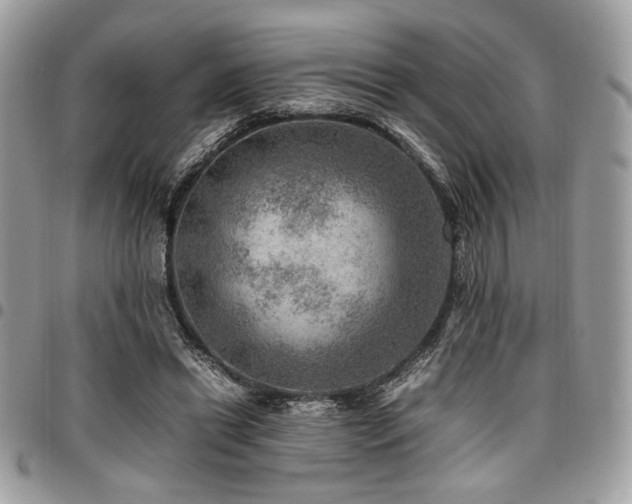 X0000096940446200802081210