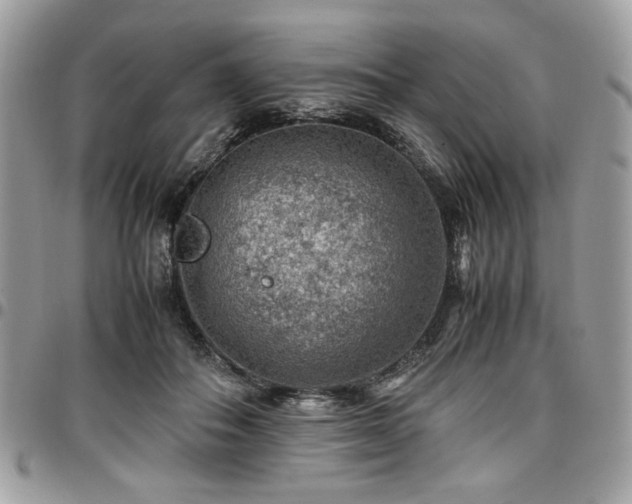 X0000096940506200802081209