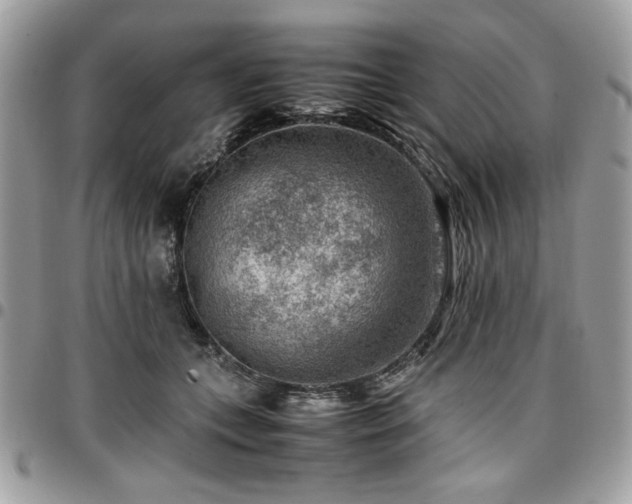 X0000096940559200802081208