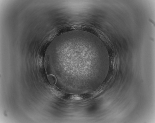 X0000096940610200802081207