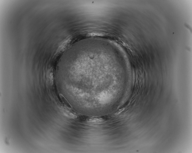 X0000096940716200802081206