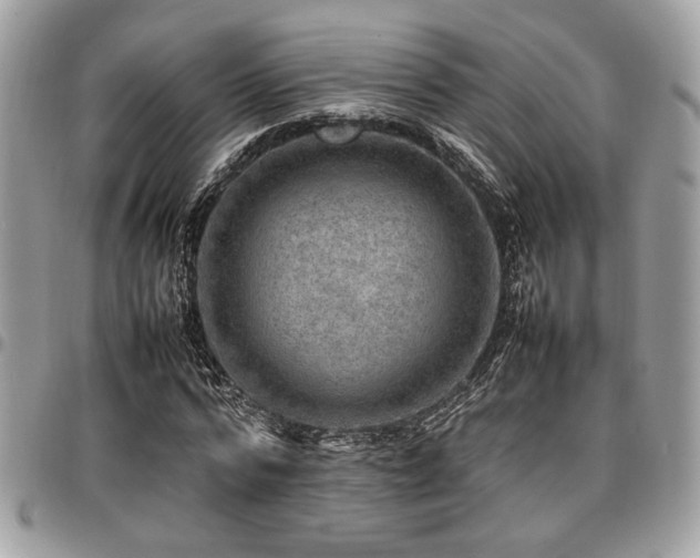 X0000096940776200802081205