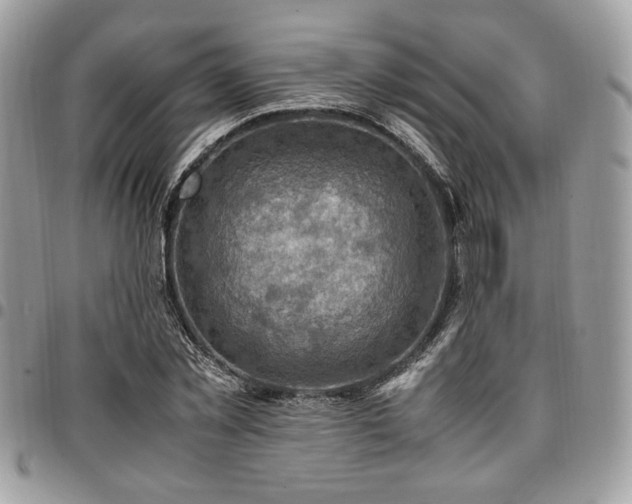 X0000096940781200802081205