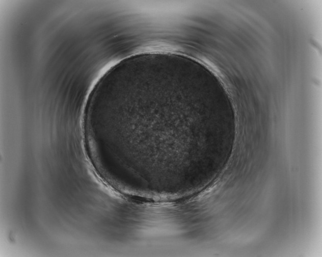X0000096940864200802081204