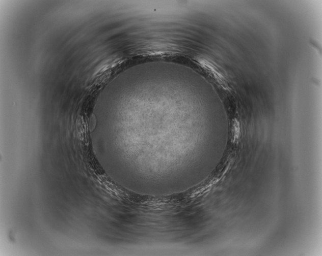 X0000096940917200802081202