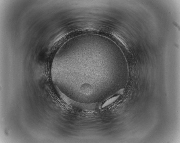 X0000096941015200802081201