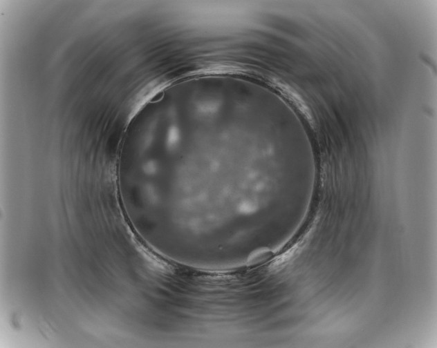 X0000096941425200802081155