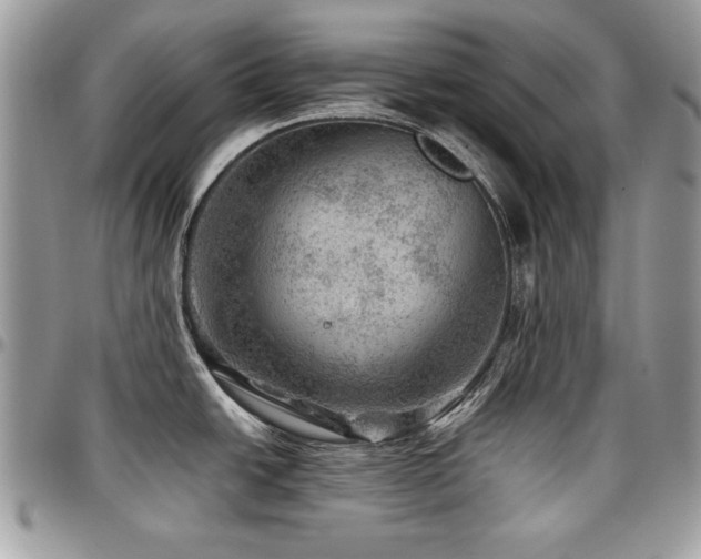 X0000096941438200802081155