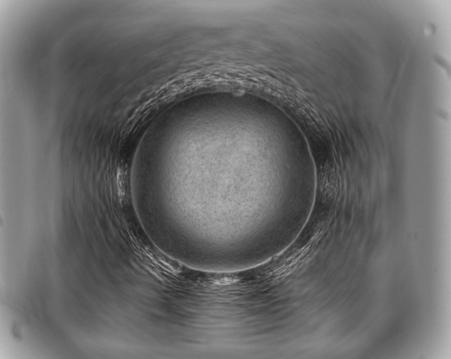 X0000096941490200802081153