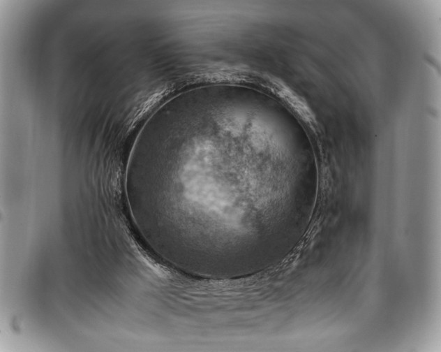 X0000096940009200802151225