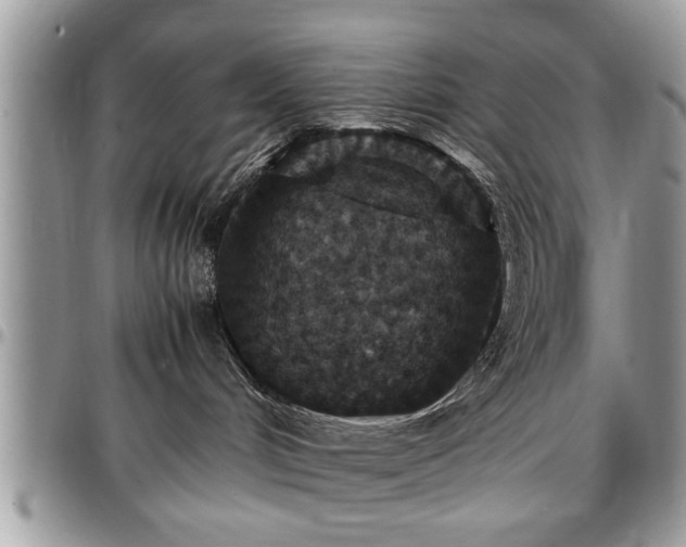 X0000096940048200802151224