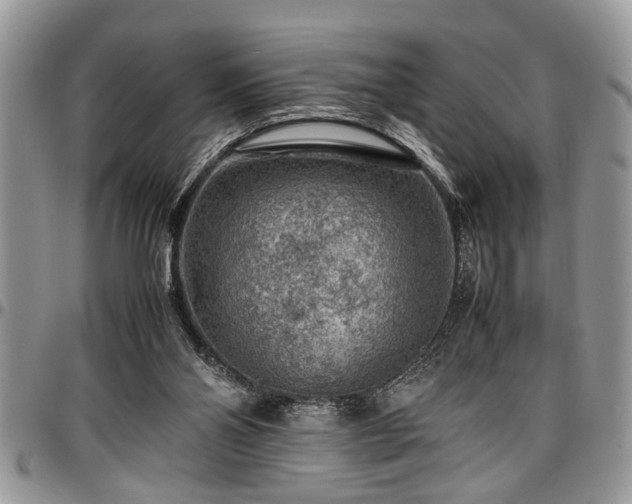 X0000096940110200802151223