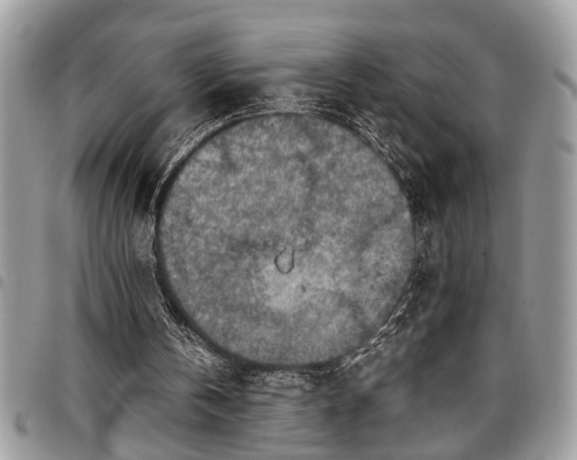 X0000096940146200802151222