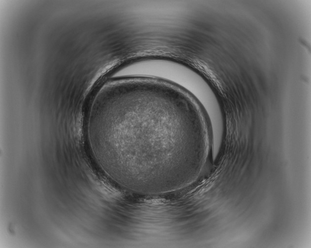 X0000096940396200802151219
