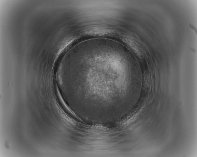 X0000096940399200802151219