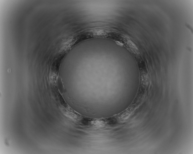 X0000096940419200802151219