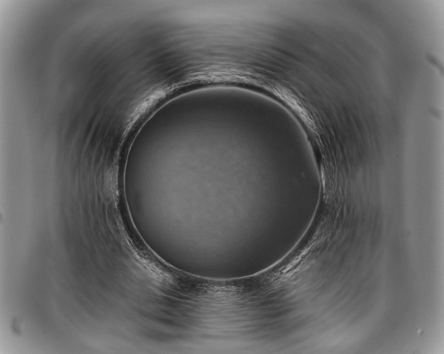 X0000096940438200802151218