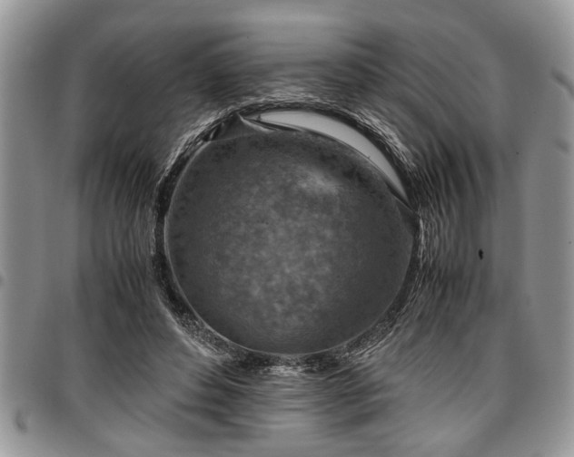 X0000096940496200802151218