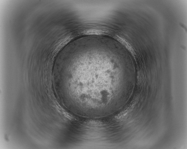 X0000096940529200802151217