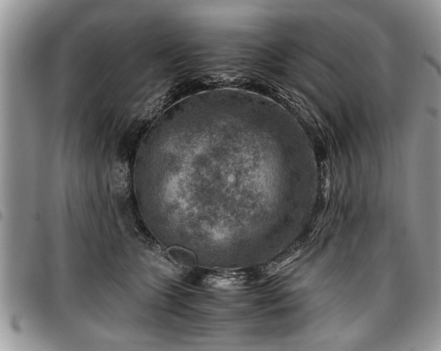 X0000096940563200802151217