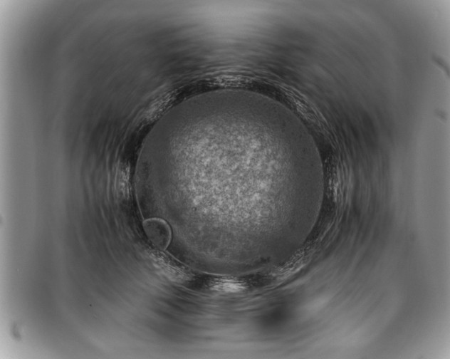 X0000096940610200802151216