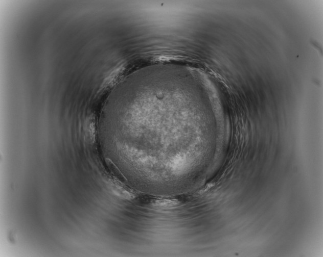 X0000096940716200802151215