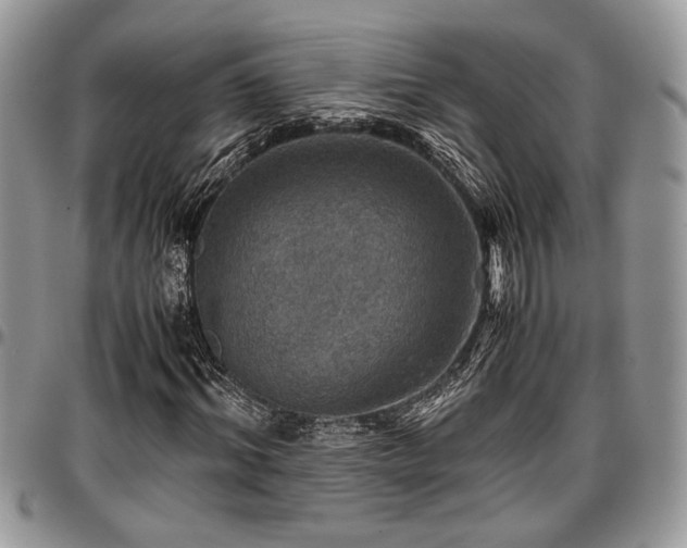 X0000096940964200802151211