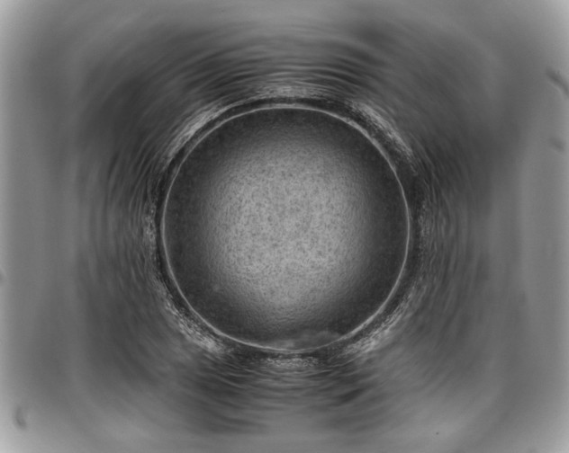 X0000096941025200802151210