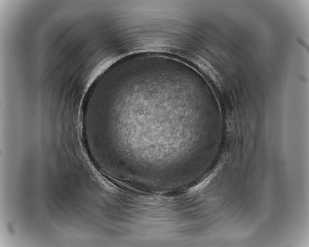 X0000096941077200802151209