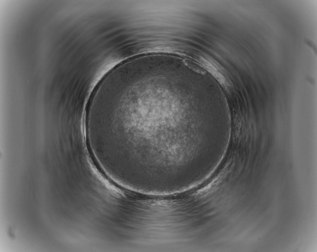 X0000096941084200802151209