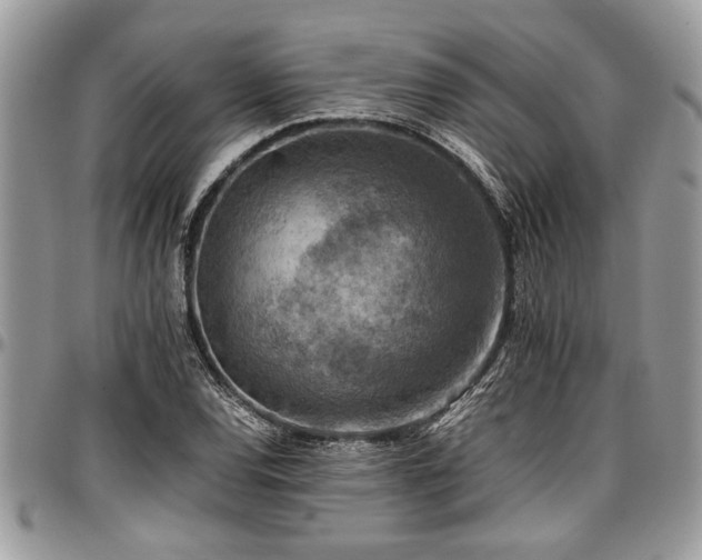 X0000096941120200802151209