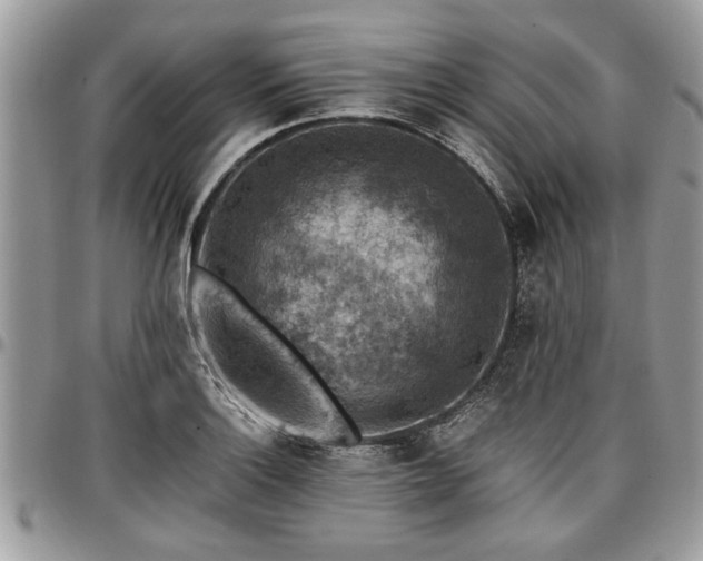X0000096941132200802151209