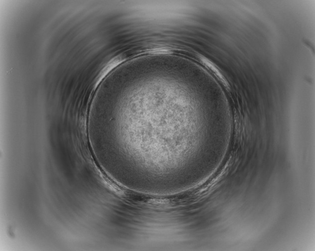 X0000096941194200802151207