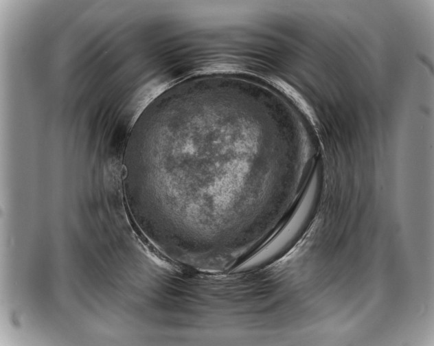 X0000096941337200802151206