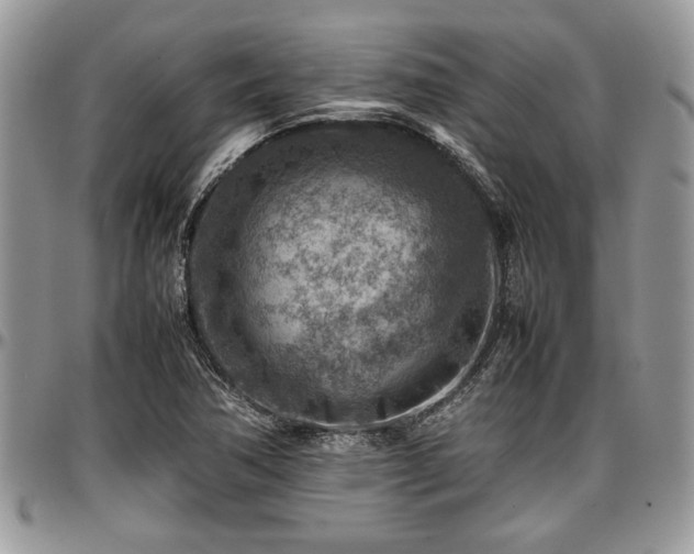 X0000096941362200802151205