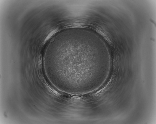 X0000096941450200802151204