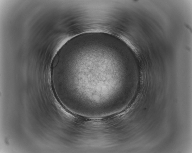 X0000096941468200802151204