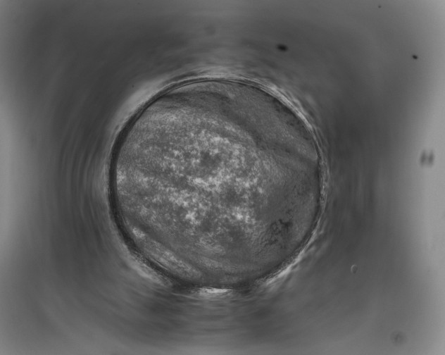 X0000096940055200802221329