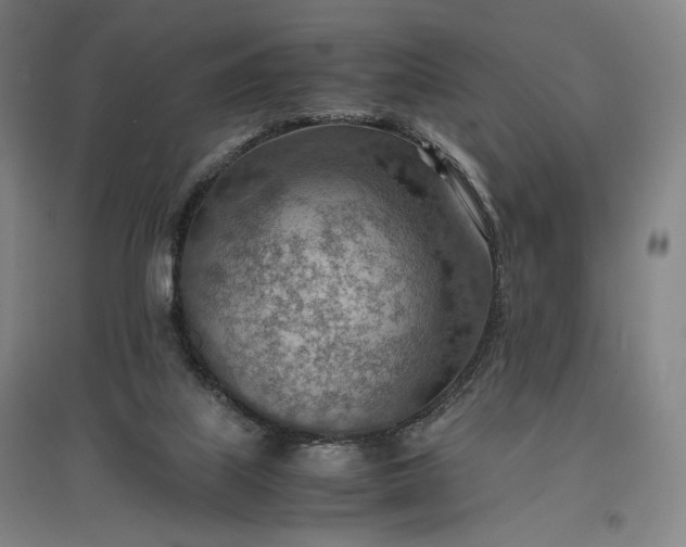 X0000096940067200802221329