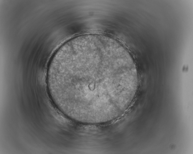 X0000096940146200802221327