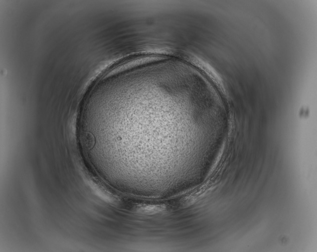 X0000096940155200802221328