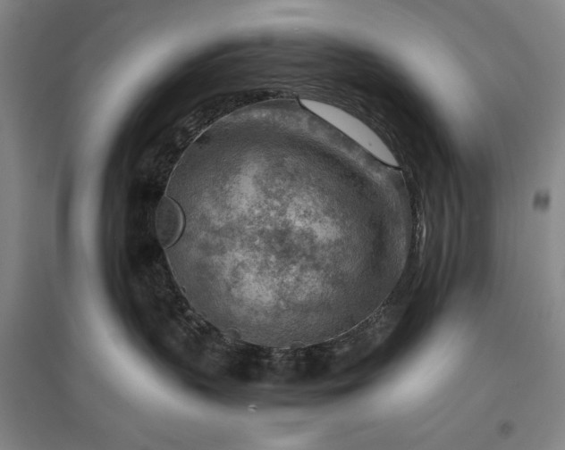 X0000096940383200802221325