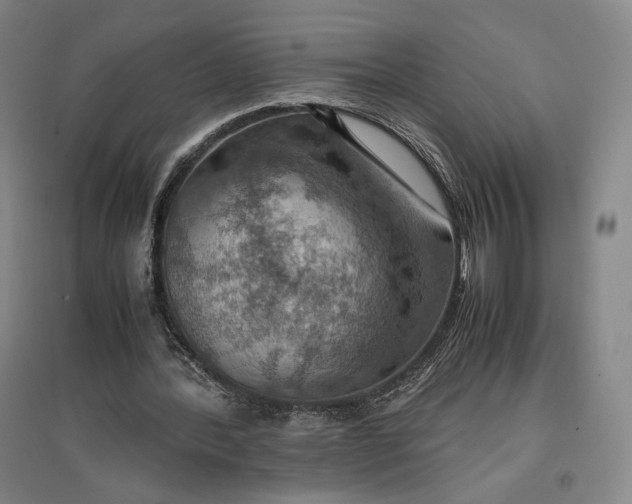 X0000096940388200802221325