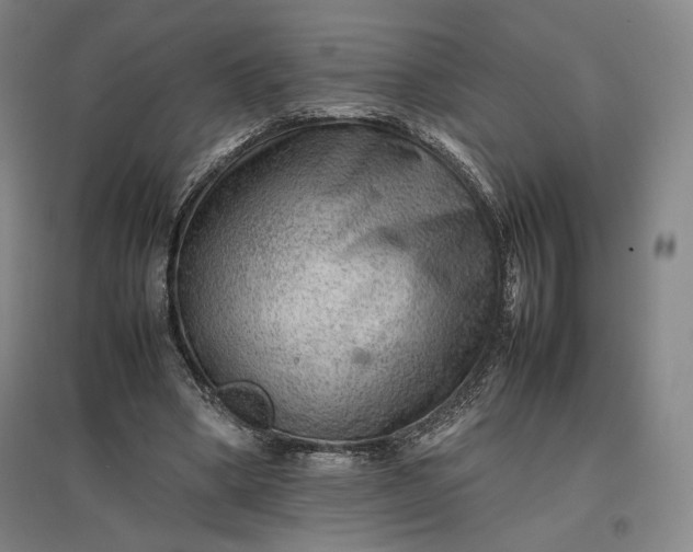 X0000096940394200802221325