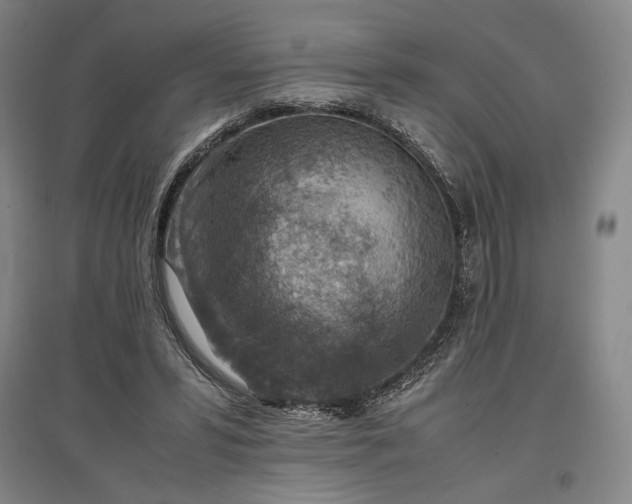 X0000096940399200802221324