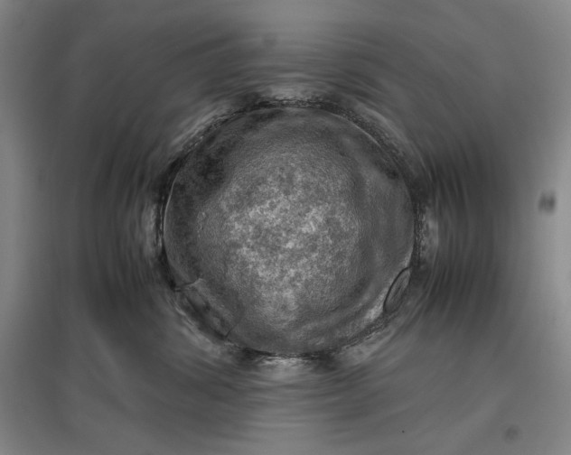 X0000096940428200802221324