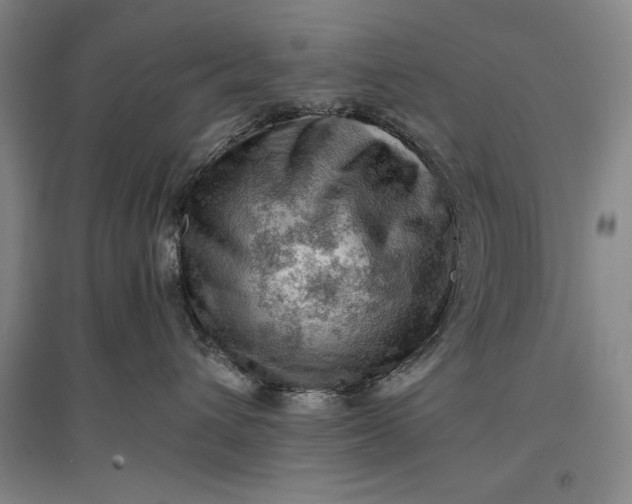 X0000096940432200802221324