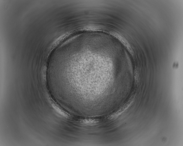 X0000096940445200802221323